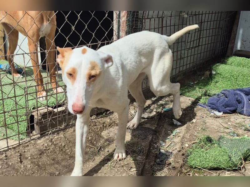 Barbie (TO) Hübsche Hundedame mit sanfter Seele