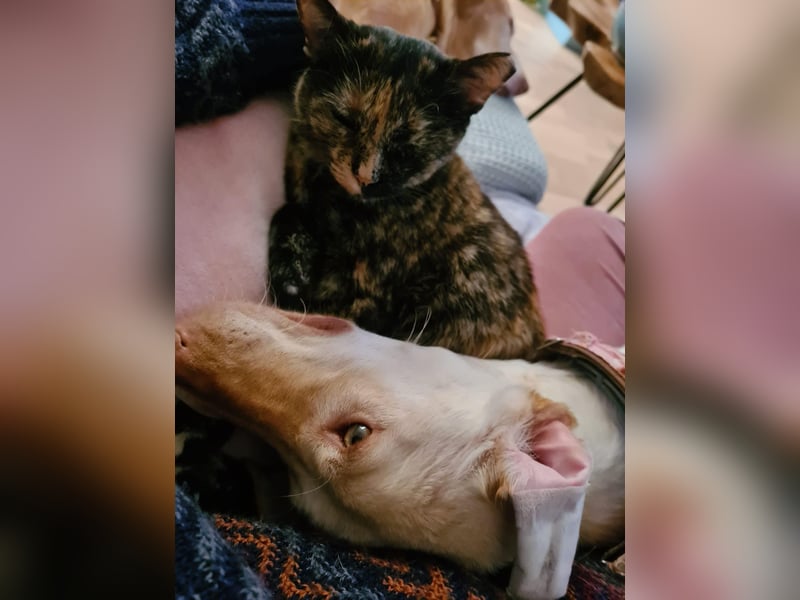LAIKA - auf einer Pflegestelle in Hessen