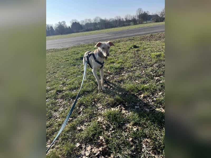 LAIKA - auf einer Pflegestelle in Hessen