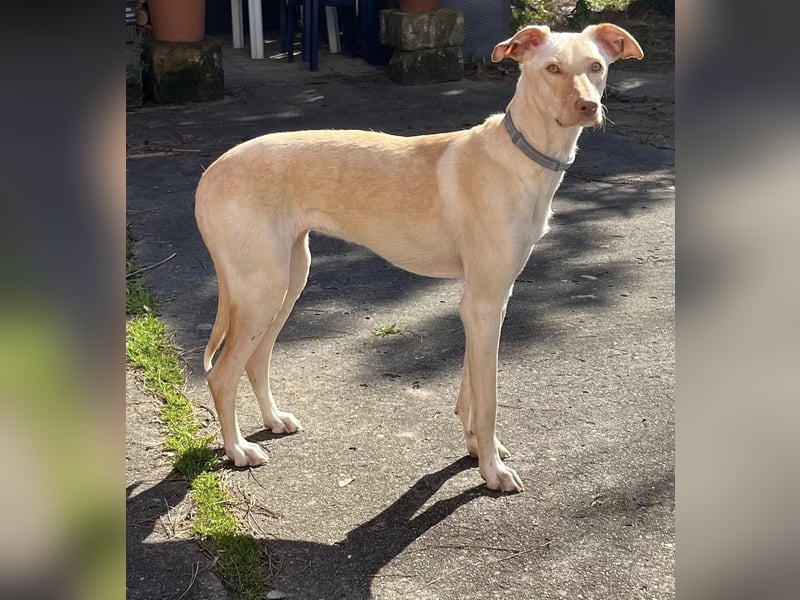 LAIKA - auf einer Pflegestelle in Hessen