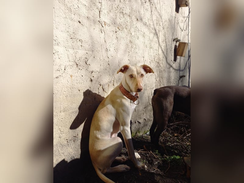 LAIKA - auf einer Pflegestelle in Hessen