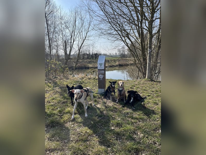 LAIKA - auf einer Pflegestelle in Hessen