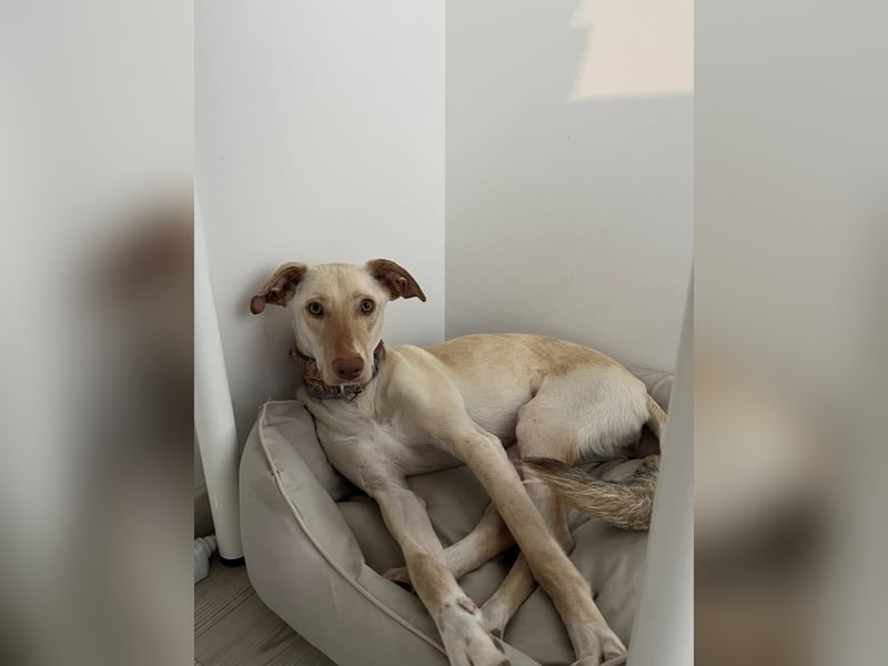 LAIKA - auf einer Pflegestelle in Hessen