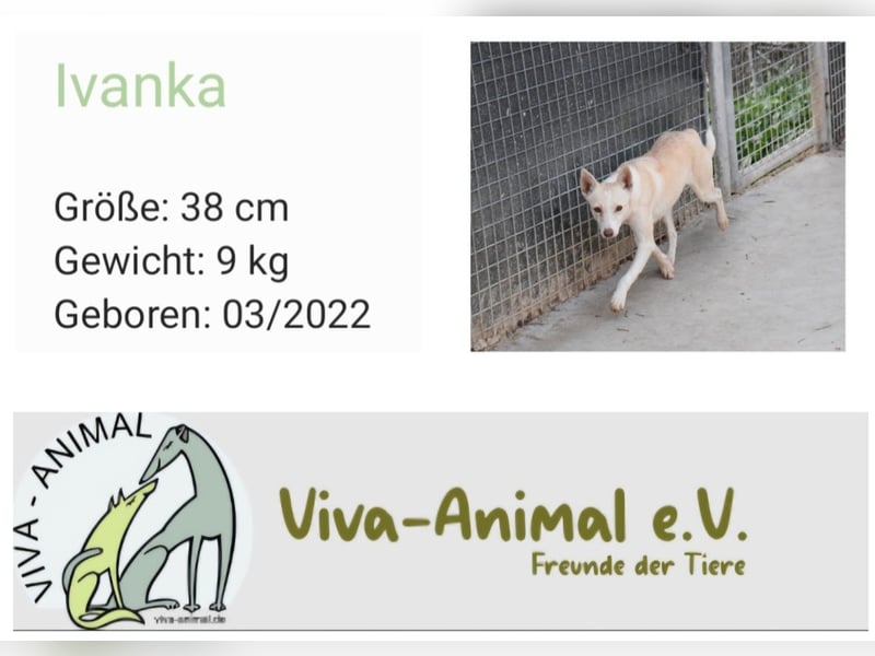 Ivanka wartet seit einem Jahr