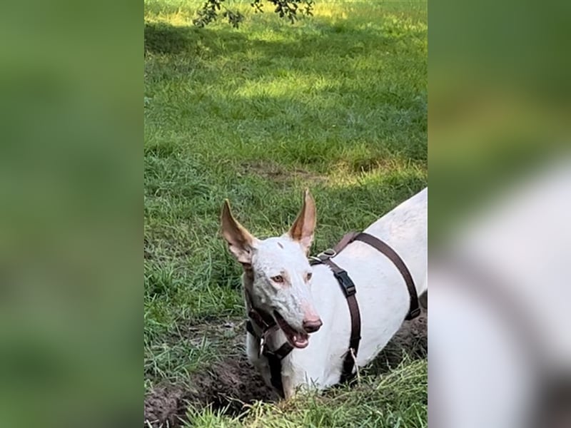 Saba erobert die Herzen im Sturm
