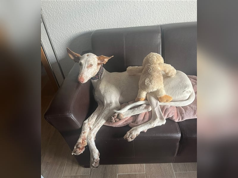 Saba erobert die Herzen im Sturm