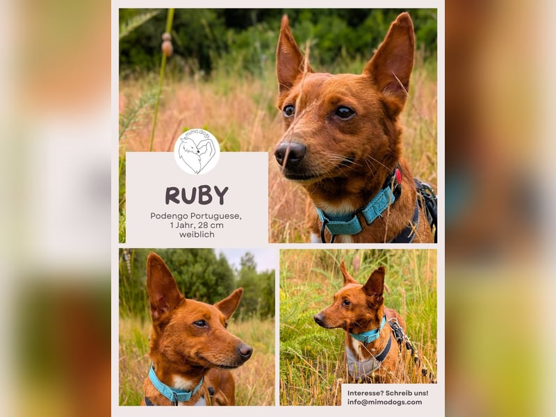 Ruby - klug, keck und voller Charme