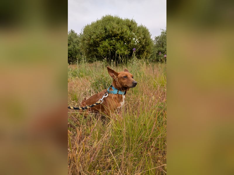 Ruby - klug, keck und voller Charme