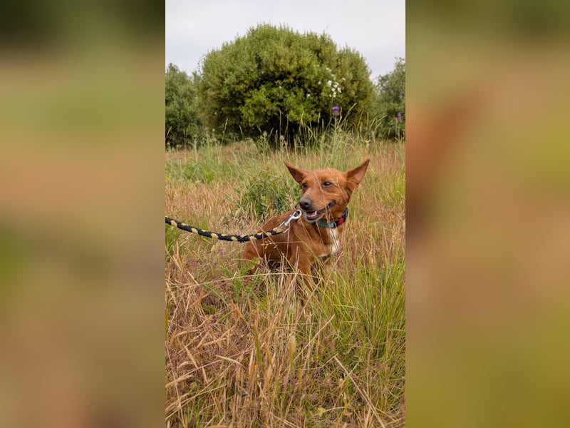 Ruby - klug, keck und voller Charme