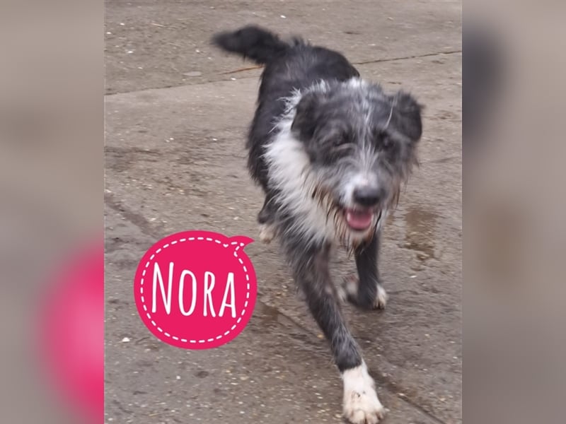 Nora eine lebhafte Hündin