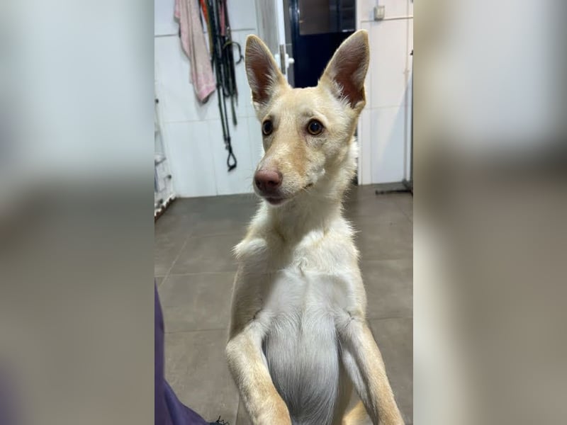 fröhliche kleine Kyara sucht ihr Glück
