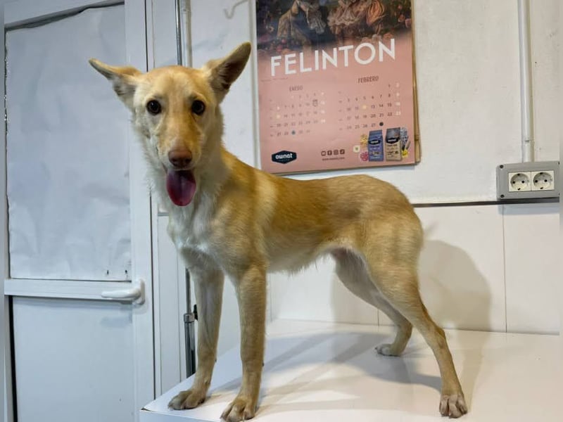 fröhliche kleine Kyara sucht ihr Glück