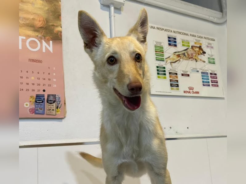fröhliche kleine Kyara sucht ihr Glück