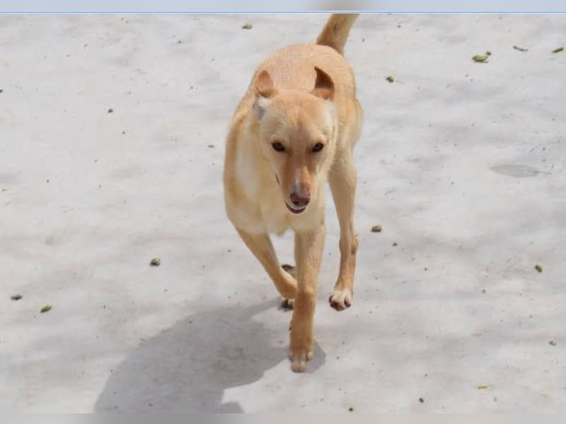 fröhliche kleine Kyara sucht ihr Glück