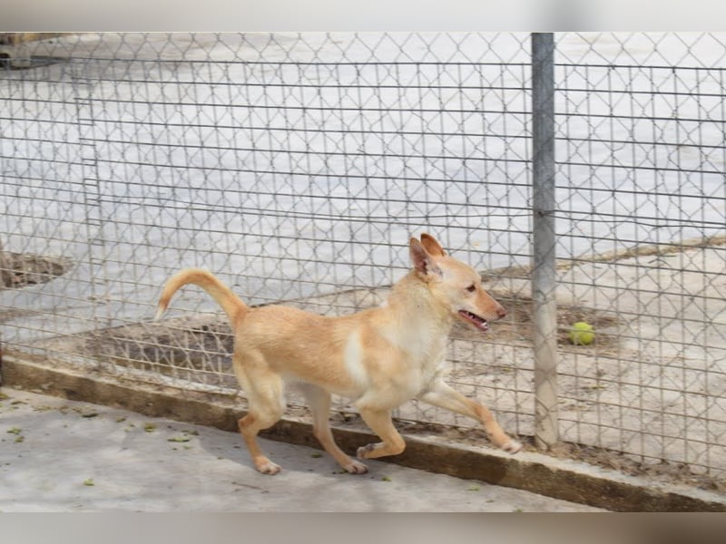 fröhliche kleine Kyara sucht ihr Glück