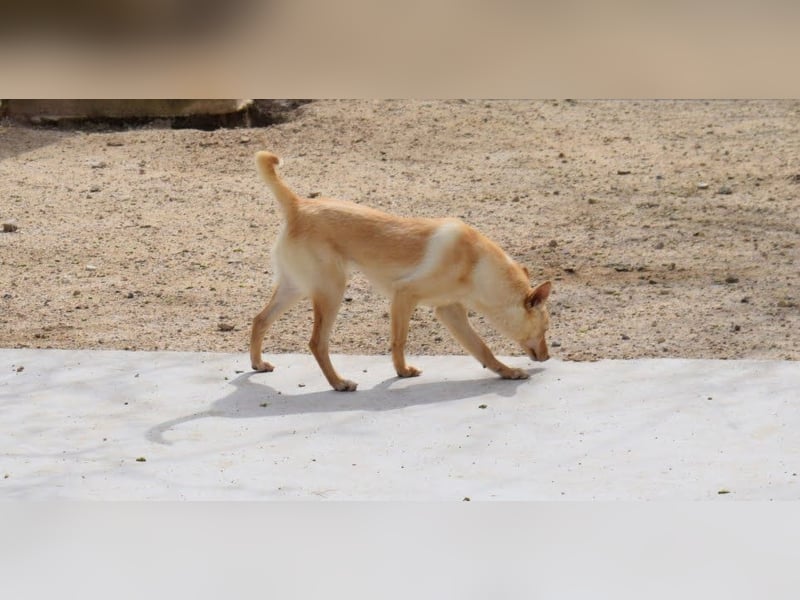 fröhliche kleine Kyara sucht ihr Glück