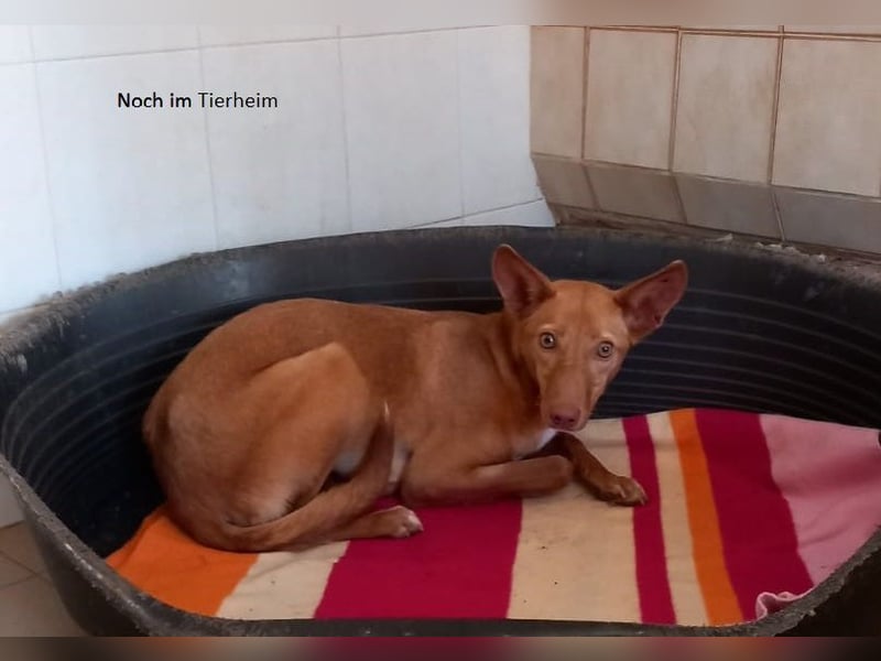 Avani sucht liebe Menschen mit Empathie
