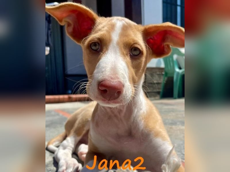 Jana2 geb. 03/2025 (in Deutschland) - bezaubernde Podenco Ibicenco Welpin!