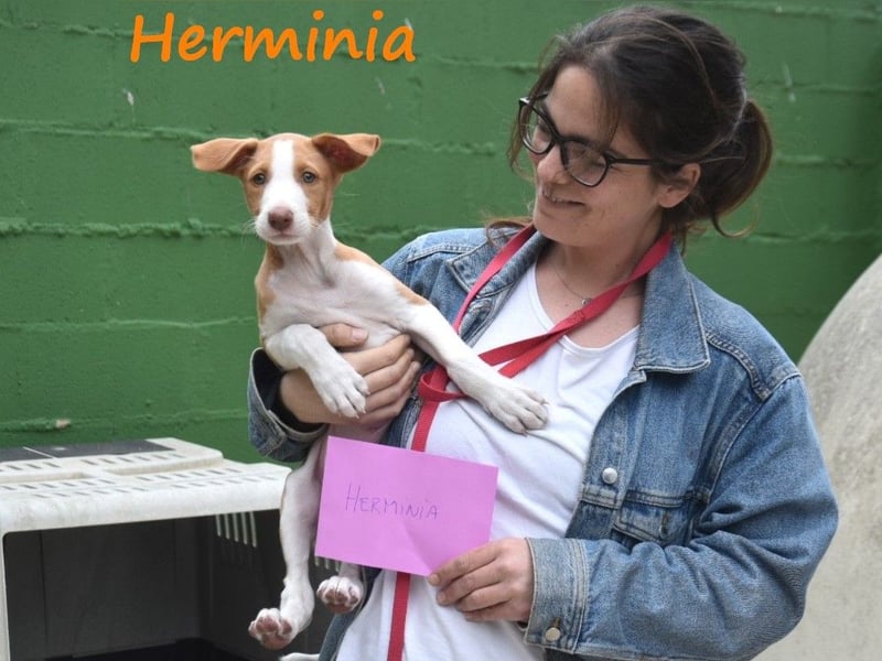 Herminia geb. 03/2025 (ESP) - menschenbezogene Podenco Ibicenco Welpin!