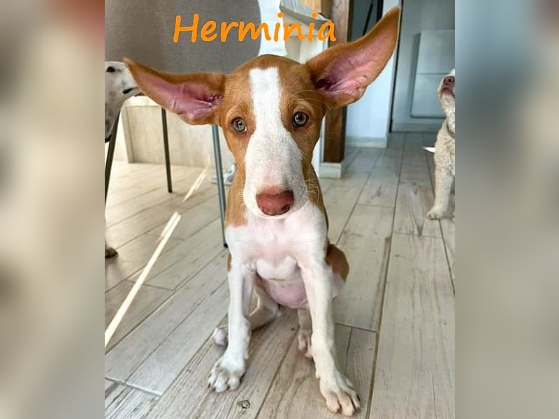Herminia geb. 03/2025 (ESP) - menschenbezogene Podenco Ibicenco Welpin!