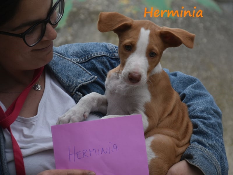 Herminia geb. 03/2025 (ESP) - menschenbezogene Podenco Ibicenco Welpin!