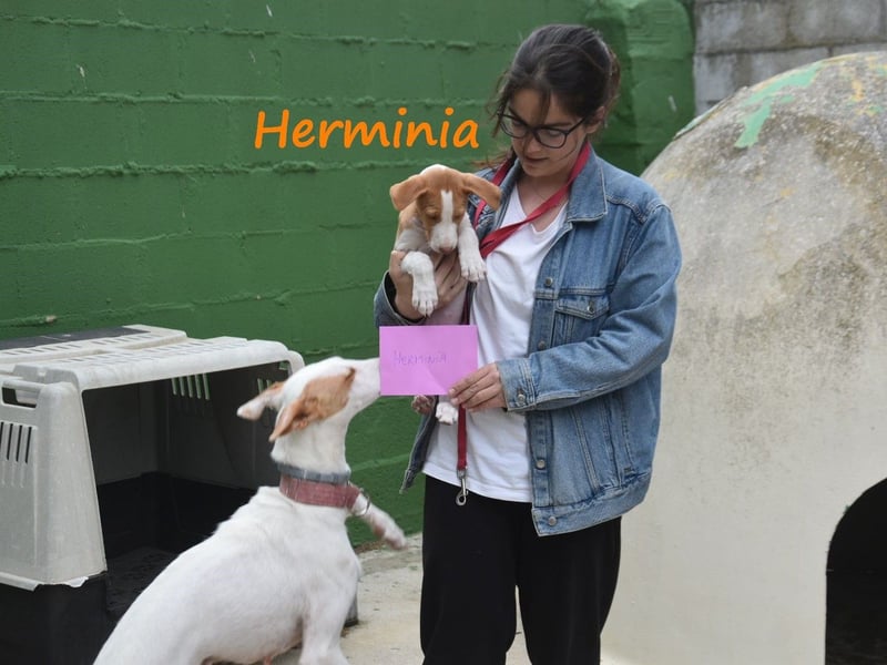 Herminia geb. 03/2025 (ESP) - menschenbezogene Podenco Ibicenco Welpin!
