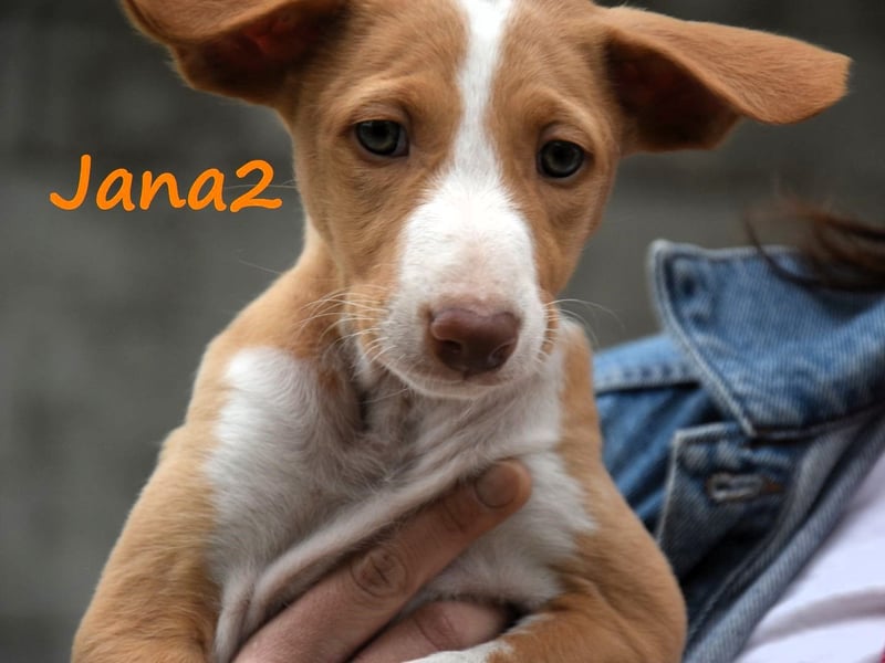 Jana2 geb. 03/2025 (ESP) - süße Podenco Ibicenco Welpin!