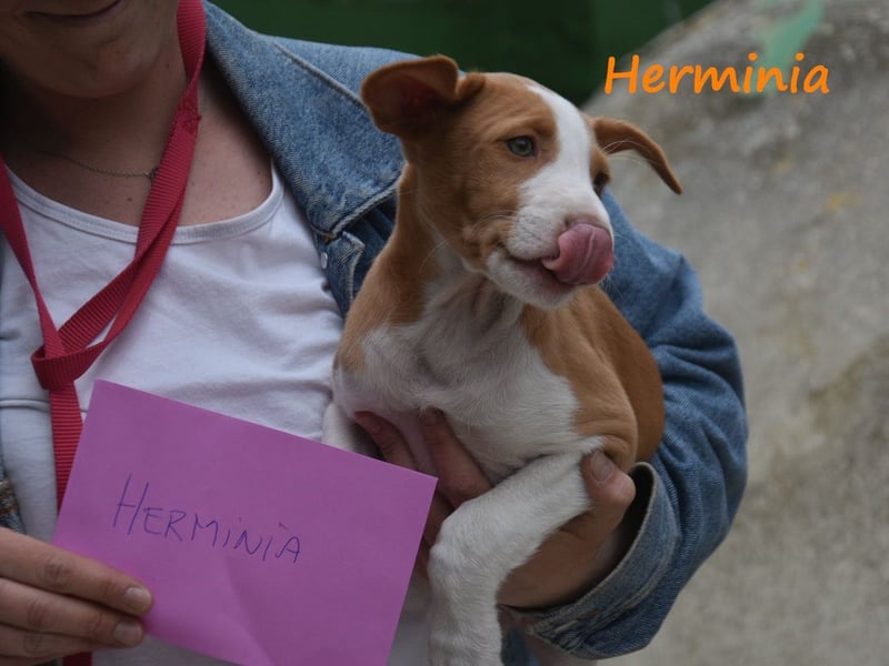 Herminia geb. 03/2025 (ESP) - menschenbezogene Podenco Ibicenco Welpin!