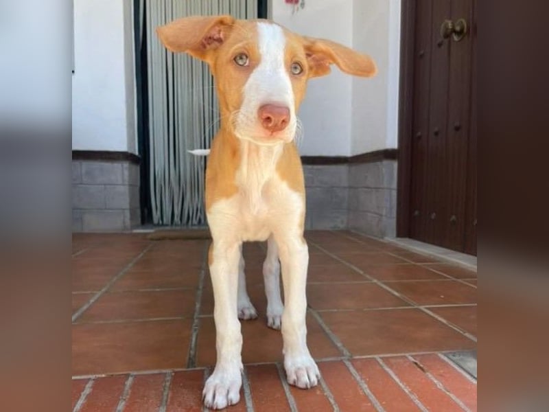 Herminia geb. 03/2025 (ESP) - menschenbezogene Podenco Ibicenco Welpin!