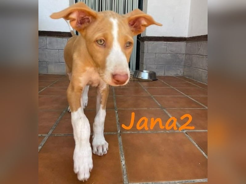 Jana2 geb. 03/2025 (ESP) - süße Podenco Ibicenco Welpin!