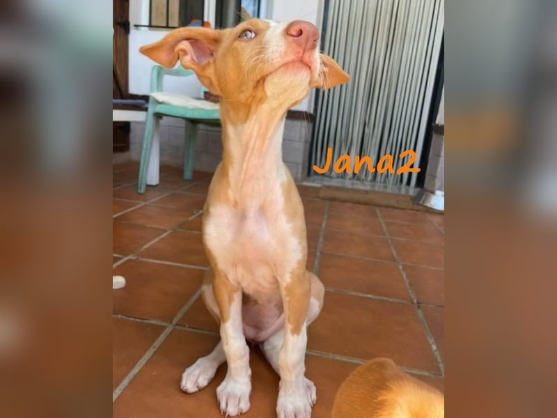 Jana2 geb. 03/2025 (ESP) - süße Podenco Ibicenco Welpin!