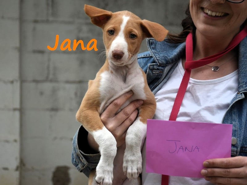 Jana2 geb. 03/2025 (ESP) - süße Podenco Ibicenco Welpin!