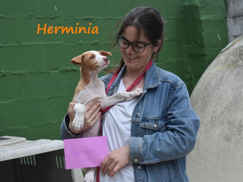 Herminia geb. 03/2025 (ESP) - menschenbezogene Podenco Ibicenco Welpin!