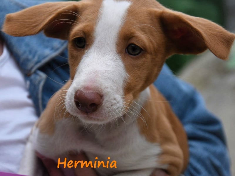 Herminia geb. 03/2025 (ESP) - menschenbezogene Podenco Ibicenco Welpin!