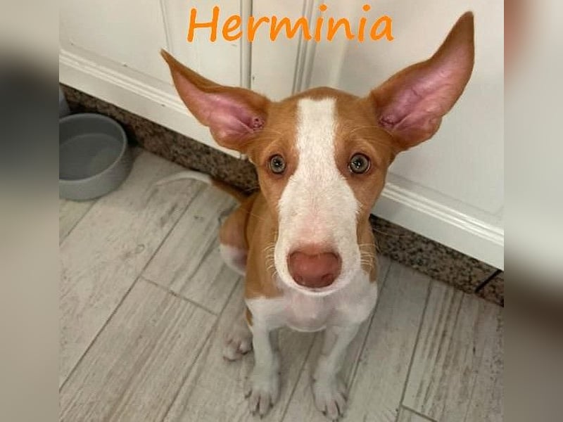 Herminia geb. 03/2025 (ESP) - menschenbezogene Podenco Ibicenco Welpin!