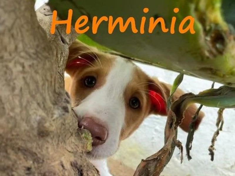 Herminia geb. 03/2025 (ESP) - menschenbezogene Podenco Ibicenco Welpin!