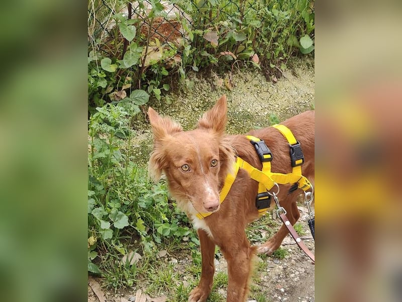 Foxy (Spanien) - zarte Seele sucht Menschen mit Geduld