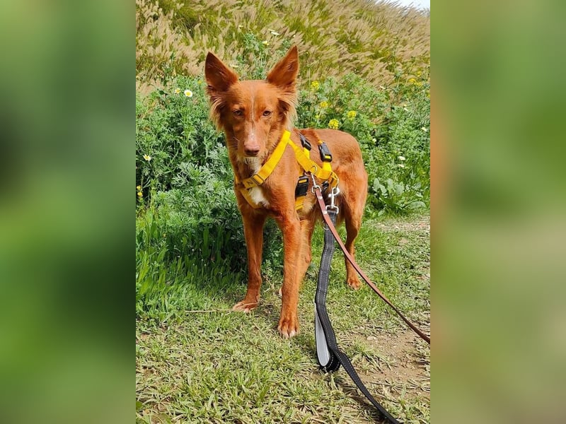 Foxy (Spanien) - zarte Seele sucht Menschen mit Geduld