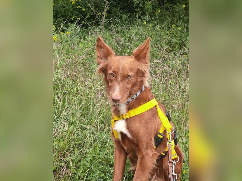 Foxy (Spanien) - zarte Seele sucht Menschen mit Geduld
