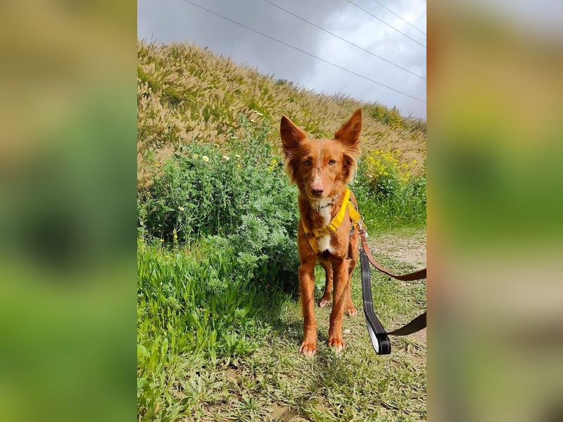 Foxy (Spanien) - zarte Seele sucht Menschen mit Geduld