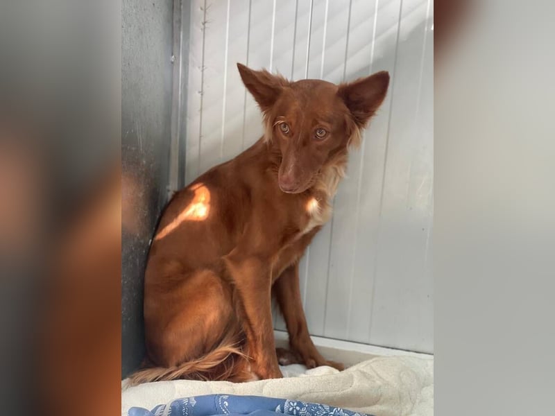 Foxy (Spanien) - zarte Seele sucht Menschen mit Geduld