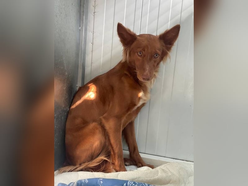 Foxy (Spanien) - zarte Seele sucht Menschen mit Geduld
