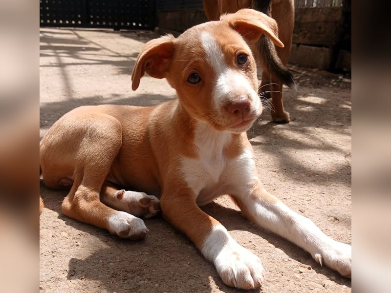 Miércoles 01/2025 (ESP) - verspieltes und neugieriges Podenco Mädchen!