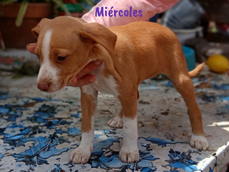 Miércoles 01/2025 (ESP) - verspieltes und neugieriges Podenco Mädchen!