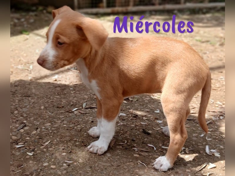 Miércoles 01/2025 (ESP) - verspieltes und neugieriges Podenco Mädchen!