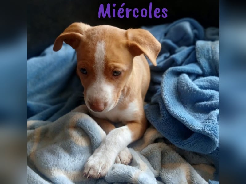 Miércoles 01/2025 (ESP) - verspieltes und neugieriges Podenco Mädchen!
