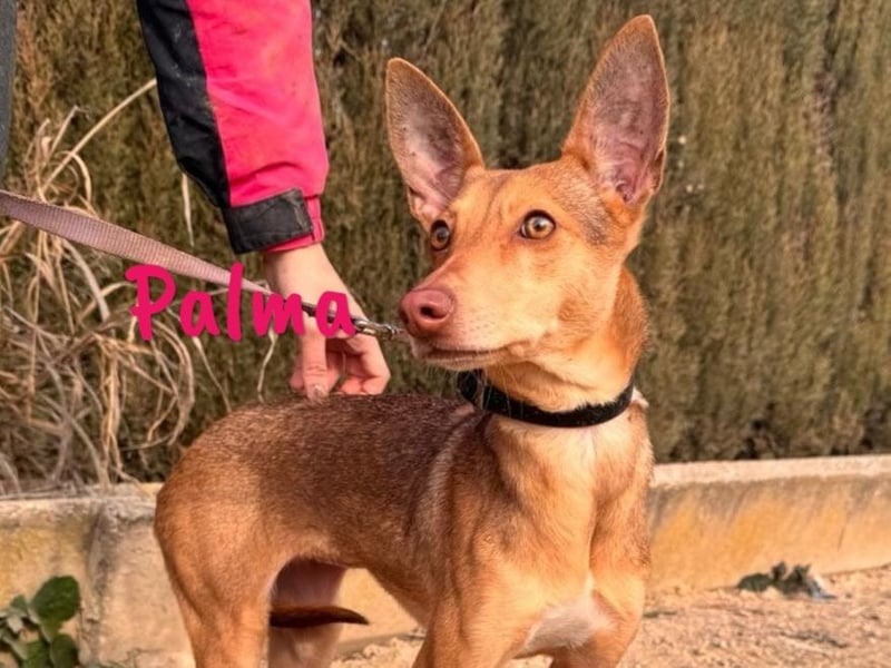Palma geb. 07/2023 (ESP) - sehr zarte, soziale und liebenswerte Podenca!
