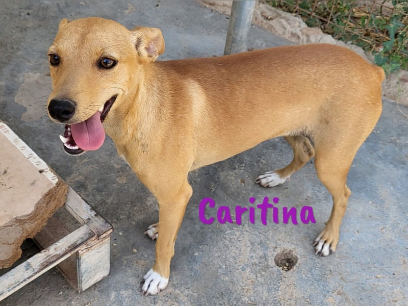 Caritina 02/2024 (ESP) - bezaubernde Podenco-Mix Junghündin!