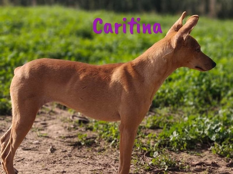 Caritina 02/2024 (ESP) - bezaubernde Podenco-Mix Junghündin!