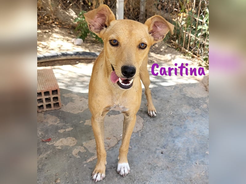 Caritina 02/2024 (ESP) - bezaubernde Podenco-Mix Junghündin!